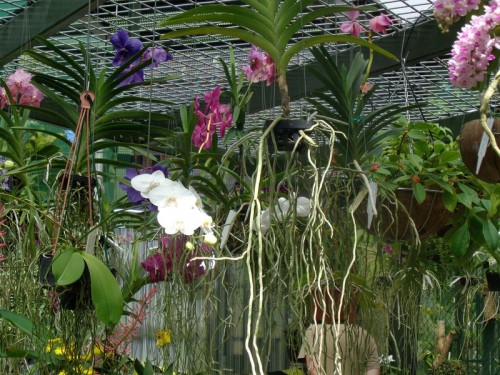Orchideje - Austrálie