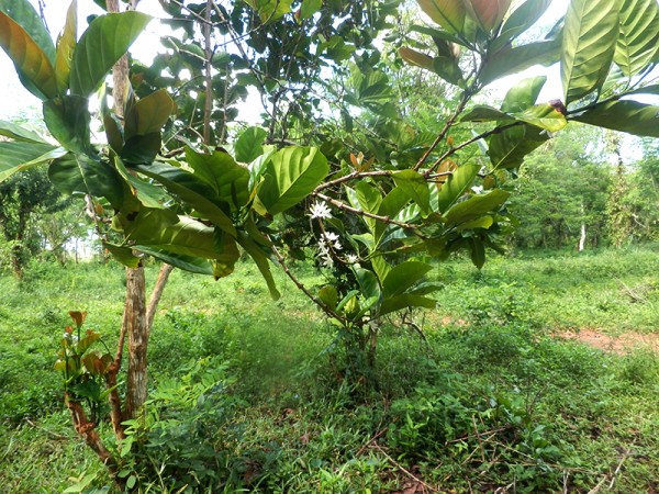 Farma koření - Zanzibar