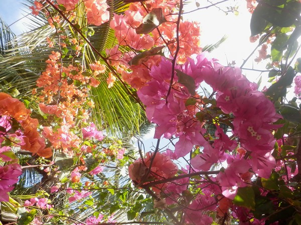 Zanzibarská květena