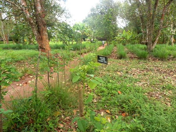 Plantáž s kořením - Zanzibar