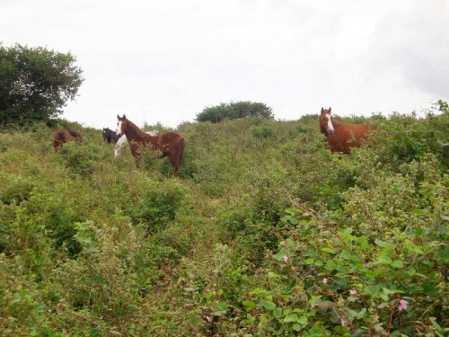 Vanuatu - Divoké koně