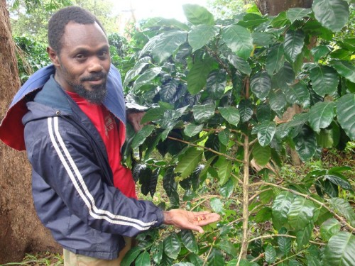Vanuatu - Pěstování kávy